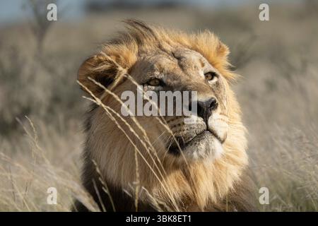 Ein auffälliges Kopfporträt eines männlichen Löwen (Panthera leo) mit weit geöffneten Augen und neugierigem Ausdruck in den Himmel blickt. Stockfoto