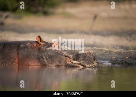 Ein Flusspferd (Hippopotamus amphibius) liegt teilweise in dickem Schlamm am Flussufer im Chobe-Nationalpark in Botswana. Stockfoto