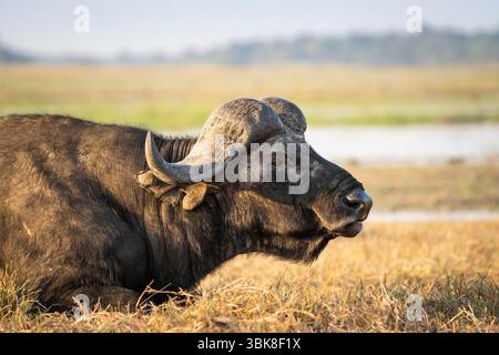 Ein seitliches Porträt eines alten Cape-Büffelbullen (Syncerus Caffer), der im Gras in der Nähe eines Feuchtgebiets im Chobe-Nationalpark, Botswana, kaut. Stockfoto