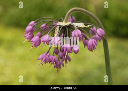 Allium cernuum, bekannt als nickende Zwiebeln oder Lauch Stockfoto