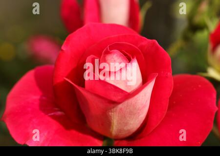 Schöne rote Rosen im Garten, Nahaufnahme. Naturhintergrund Stockfoto