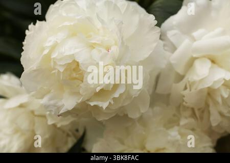 Schöne weiße Pfingstrose Blumen als Hintergrund, Nahaufnahme. Blumendesign Stockfoto