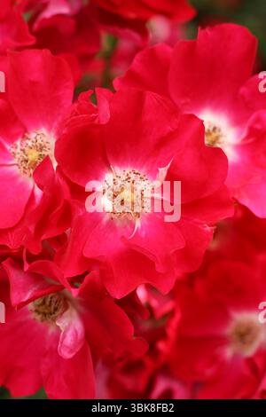 Schöne rote Rosen im Garten, Nahaufnahme. Naturhintergrund Stockfoto