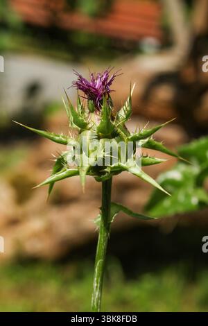 Mariendistel, gesegnete Mariendistel, Mariendistel, Mariendistel, Mariendistel, Mariendistel, mediterrane Mariendistel, vielfältige Mariendistel Stockfoto
