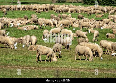 Eine große Schafherde weidet friedlich auf einer üppig grünen Wiese unter der Sonne. Zahlreiche weiße Vögel, wahrscheinlich Rinderreiher, bewegen sich zwischen den Tieren, Stockfoto