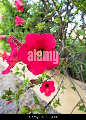 Nahaufnahme einer weit offenen rosa Hibiskusblüte mit satten rot-rosa Blüten in natürlichem Licht. Stockfoto