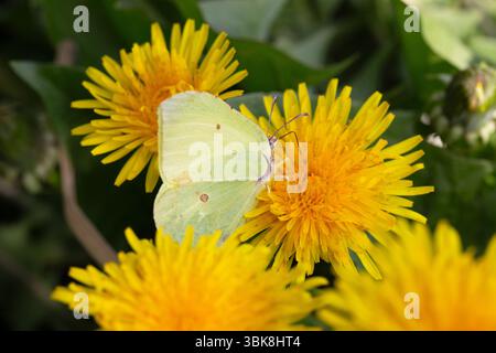 Kohl-Schmetterling (Pieris brassicae) ernährt sich von einer Löwenzahnblüte Stockfoto