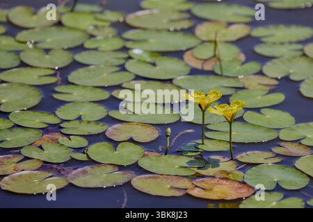 Blüten aus gelbem schwimmenden Herzen, Wasserpflanze. Nymphoides peltata Stockfoto