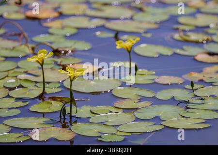Blüten aus gelbem schwimmenden Herzen, Wasserpflanze. Nymphoides peltata Stockfoto