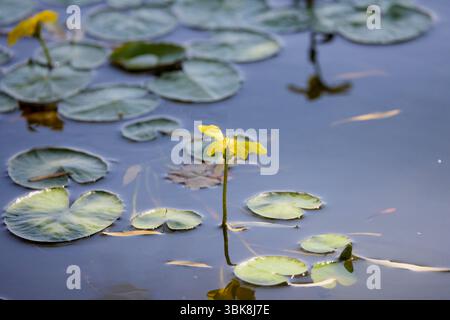 Blüten aus gelbem schwimmenden Herzen, Wasserpflanze. Nymphoides peltata Stockfoto