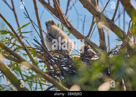 Baby Falke in einem Nest in einem Baum Stockfoto