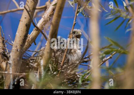 Baby Falke in einem Nest in einem Baum Stockfoto