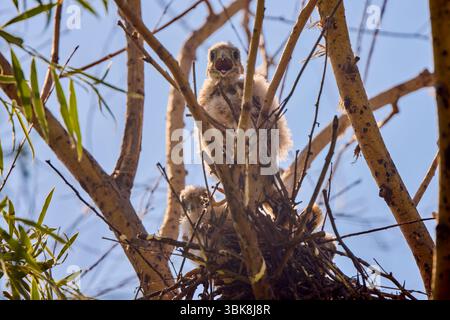 Baby Falke in einem Nest in einem Baum Stockfoto