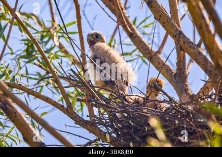 Baby Falke in einem Nest in einem Baum Stockfoto