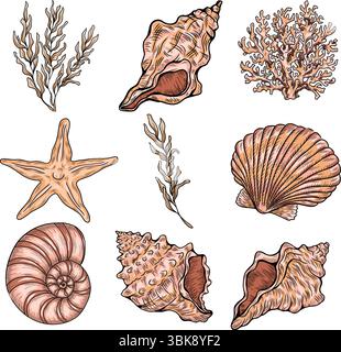 Set aus verschiedenen Muscheln, Korallen und Seestern. Handgezeichnete Vektorillustration. Stock Vektor