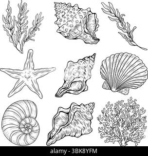 Set aus verschiedenen Muscheln, Korallen und Seestern. Handgezeichnete Vektorillustration Stock Vektor