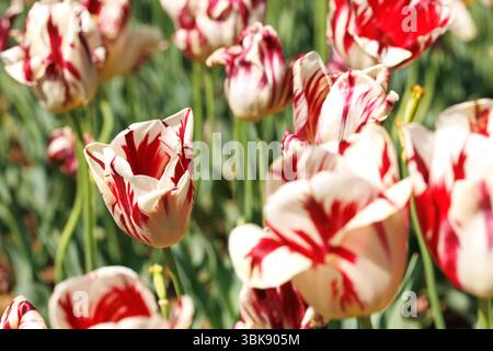 Tulpe. Wunderschöner Tulpenstrauß. Bunte Tulpen Tulpen im Frühling, bunte Tulpen Stockfoto