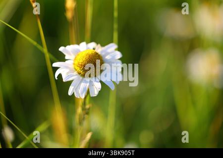 Nahaufnahme einer Gänseblümchenblume, die von warmem Sonnenuntergangslicht mit sanft verschwommenem Hintergrund in einer friedlichen Atmosphäre beleuchtet wird Stockfoto