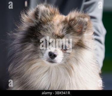 Pommersche Merle Farbenhund, gehorsamer kleiner Hund draußen. Blue Merle Pommern Nahaufnahme. Pommersche Merle Farbenhund, gehorsamer kleiner Hund draußen. Stockfoto