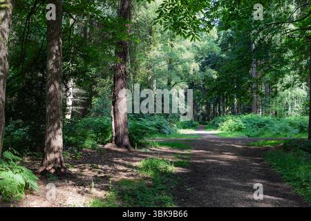 Pfad durch Wälder bei Godshill im New Forest an einem späten Frühlingsmorgen Stockfoto