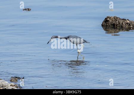 Kleiner Blaureiher (Egretta caerulea) in Babitonga Bay, Santa Catarina in Brasilien Stockfoto