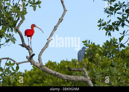 Scarlet Ibis (Eudocimus ruber) ist häufig in der Mündung entlang der brasilianischen Küste zu finden Stockfoto