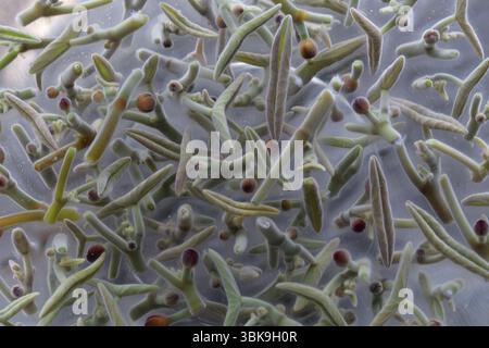 Wasserschutz, essbare Wasserpflanze. Japanische Küche. Nahaufnahme. Stockfoto
