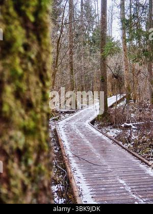 Verwinkelter Holzsteg bedeckt mit Schnee durch einen Winterwald Stockfoto