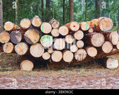 Stapel von frisch geschnittenen Kiefernstämmen, die für den Transport in einer Waldlichtung markiert sind Stockfoto