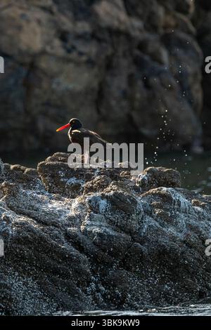 Schwarze Austernfischer (Haematopus bachmani) am felsigen Ufer von Santa Cruz Island, Teil des Channel Islands National Park vor Kalifornien, USA. Stockfoto