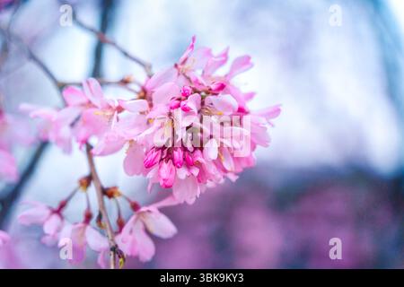Nahaufnahme zartes Blütenblatt rosa Kirschblüte oder Sakura blüht während des Frühlings auf blauem Hintergrund Stockfoto