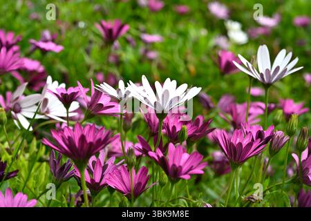 Leuchtendes magentafarbenes und weißes Frühlingsdisplay von gemischten Osteospermum-Blüten Malaga, Spanien April Stockfoto