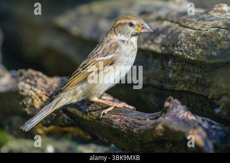 Haussperling (Passer domesticus, weiblich) aus Tiszaalpár, Ungarn. Stockfoto