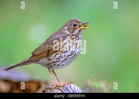 Song-Thrush (Turdus philomelos) aus Tiszaalpár, Ungarn. Stockfoto