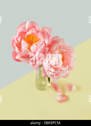 Zwei Pfingstrosen in Glasvase auf duofarbenem Hintergrund Stockfoto