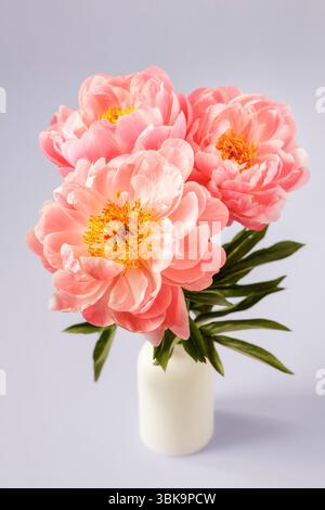 Drei rosafarbene halbdoppelte Pfingstrosen in weißer Vase, Blumenstillleben Stockfoto