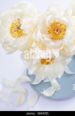 Drei weiße halbdoppelte Pfingstrosen in Vase Blumenstillleben Stockfoto