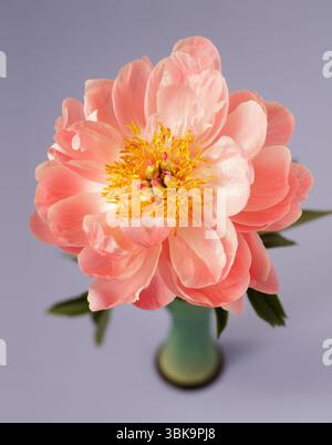 Rosa Pfingstrose in blauer Vase Nahaufnahme Blumenstillleben Stockfoto
