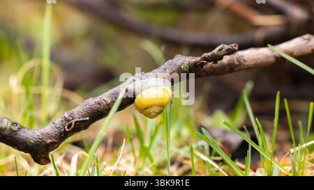 Kleine Schnecke auf Ast Nahaufnahme Foto Stockfoto
