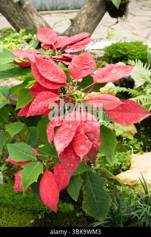 Rote Blumen in Gefangenschaft in Bogor Botanical Gardens, Foto aus nächster Nähe während des Tages. Stockfoto