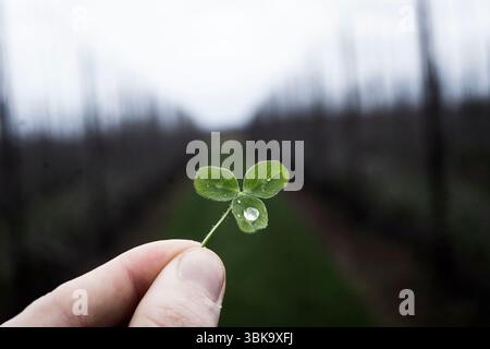 Eine Nahaufnahme eines lebendigen grünen, dreiblättrigen Klees, sanft in der Hand gehalten, mit einem funkelnden Tautropfen vor einem weichen, unscharfen natürlichen Hintergrund. Stockfoto