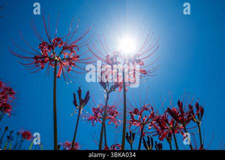 Rote Spinnenlilien mit Sonnenlicht vor einem klaren blauen Himmel Stockfoto