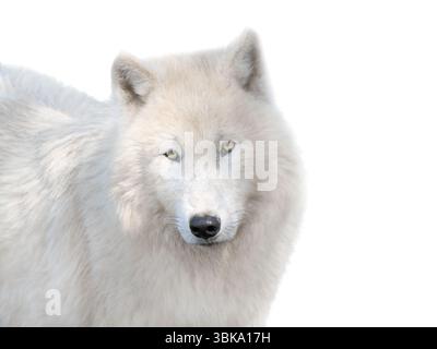 Porträt von arktischem Wolf und Wolf auf weißem Hintergrund Stockfoto