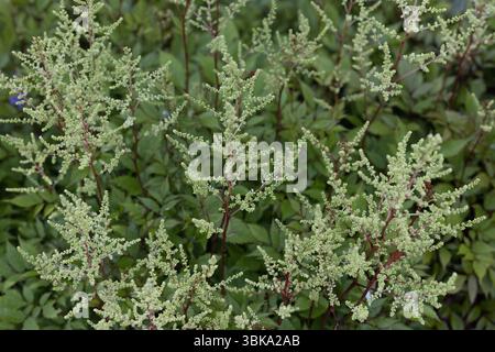Astilbe x arendsii „Ellie“ Hybrid astilbe. Stockfoto