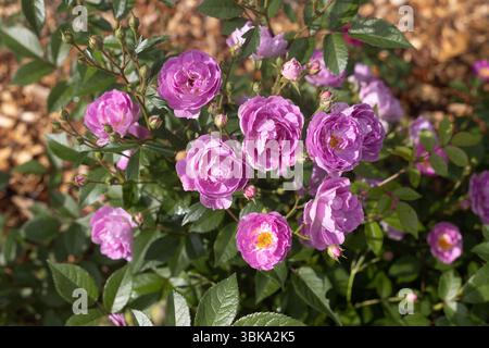 Rosa „Balsven“ Strauchrose. Stockfoto