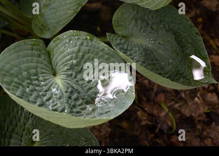 Hosta 'Abiqua Trinkbrust'. Stockfoto