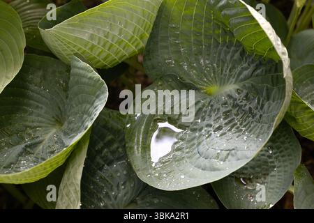 Hosta 'Abiqua Trinkbrust'. Stockfoto