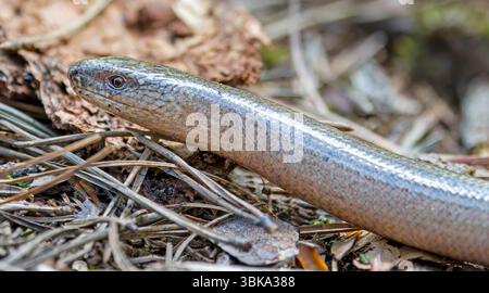 Nahaufnahme eines häufigen langsamen Wurms (Anguis fragilis) Stockfoto