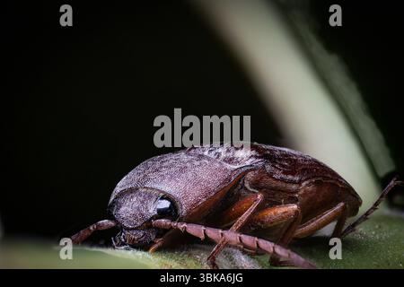 Bug. Insekten auf den Bäumen, die in der Wüste Wadi in Oman gefunden wurden. Makrofoto. Stockfoto