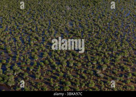 Der Everglades-Nationalpark schützt die größte subtropische Wildnis der Vereinigten Staaten mit über 1,5 Millionen Hektar Feuchtgebieten. Stockfoto